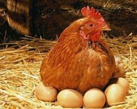 蛋雞預產期的飼養管理